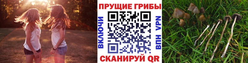 blacksprut tor  Игарка  Галлюциногенные грибы Psilocybine cubensis 
